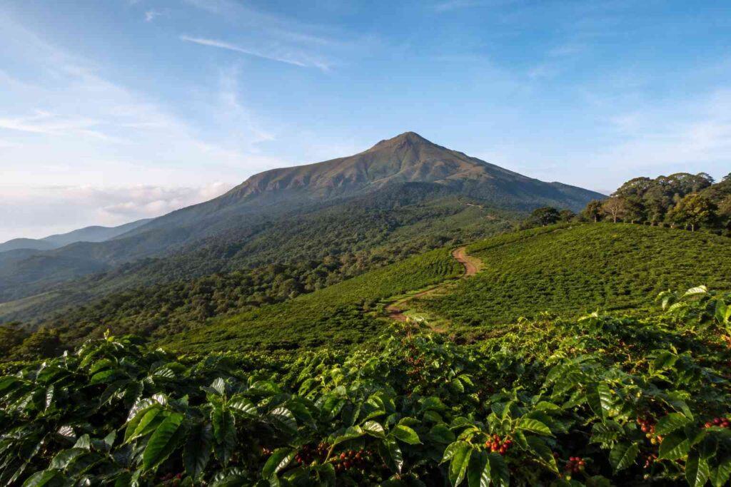 Chikmagalur Mullayanagiri peak coffee estate Karnataka