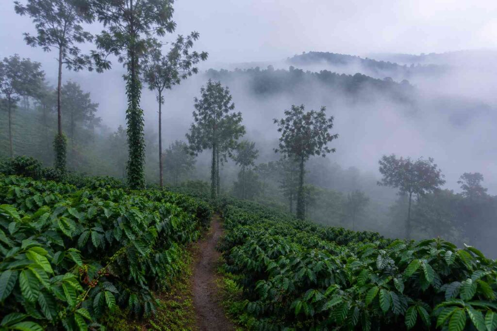 Misty coffee estate in Coorg Karnataka during monsoon season
