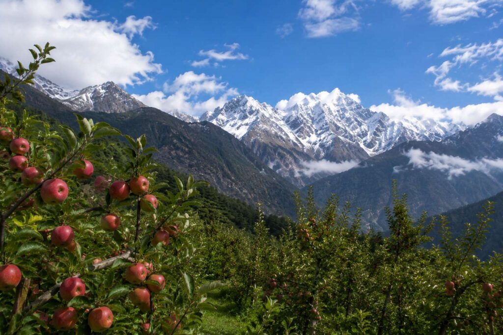 Apple orchards Sangla Valley Kinnaur Himachal Pradesh in July with snow peaks