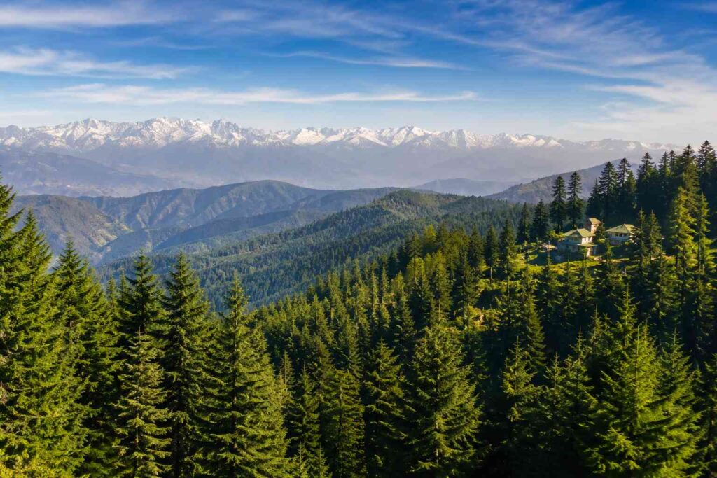 Lush green pine forests and Himalayan views at Mashobra village near Shimla
