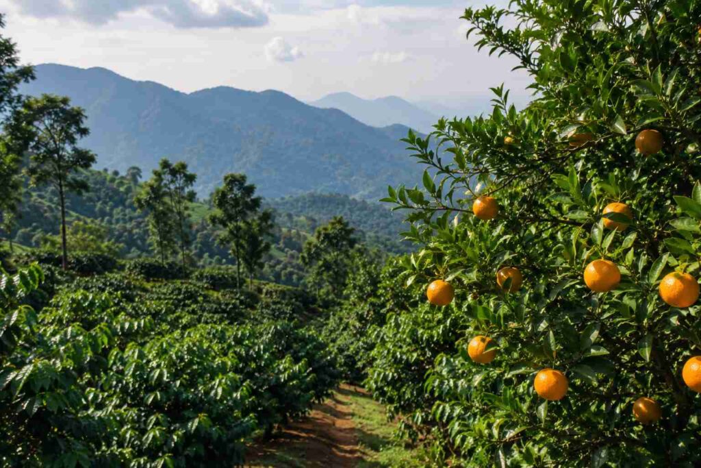 Nelliampathi hill station Kerala – orange groves and coffee estates Palakkad