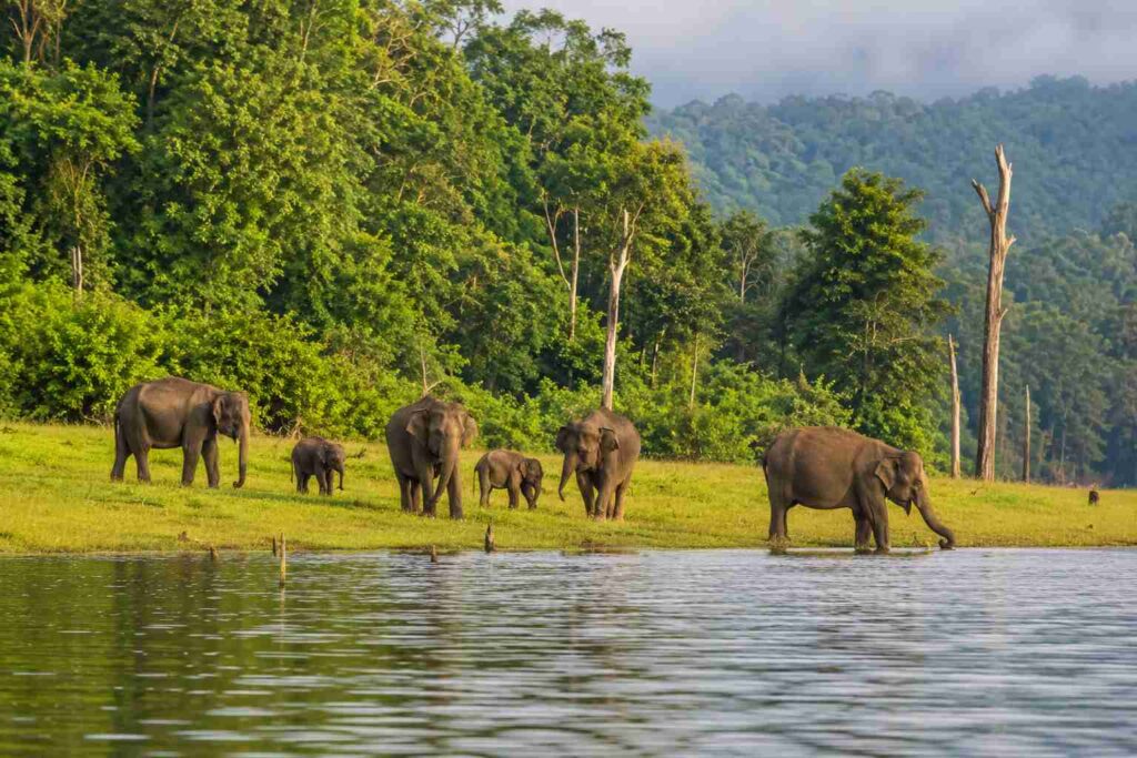 Thekkady Periyar Lake Kerala – elephant herd near the forest waterline
