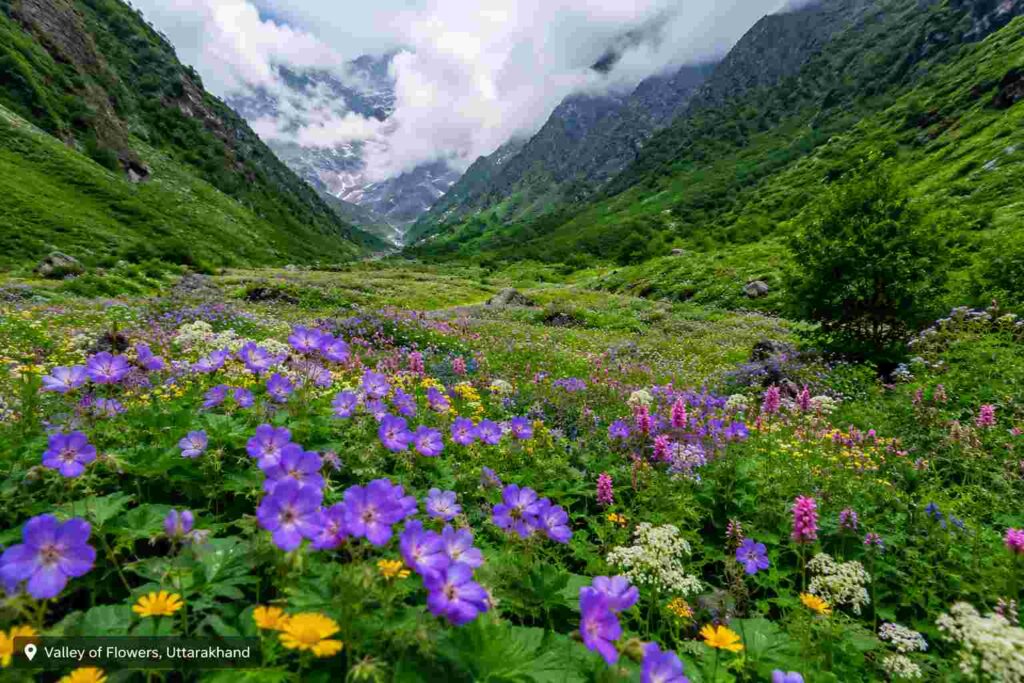 
Wildflowers blooming across Valley of Flowers, Uttarakhand in July monsoon