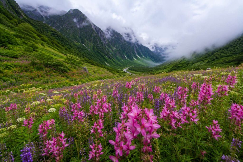 Valley of Flowers Uttarakhand in full bloom during July — wildflowers carpeting the alpine meadow
