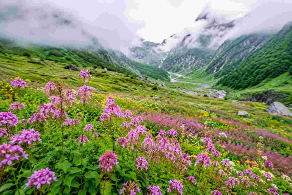 Valley of Flowers Uttarakhand July bloom 2026 best place to travel in July India