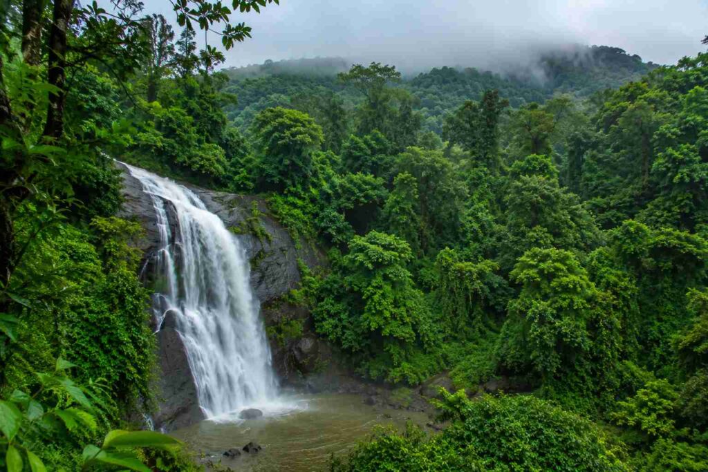 Dense green forest and waterfall in Wayanad Wildlife Sanctuary in monsoon

