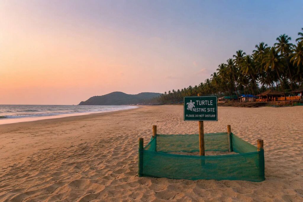 Peaceful Agonda Beach turtle nesting site South Goa